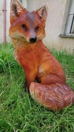 Liška velká sedící